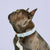 Chambray Dots Collar