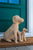 Large Potcake Rattan Dog