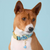 Foggy Dog Jardin Dog Collar