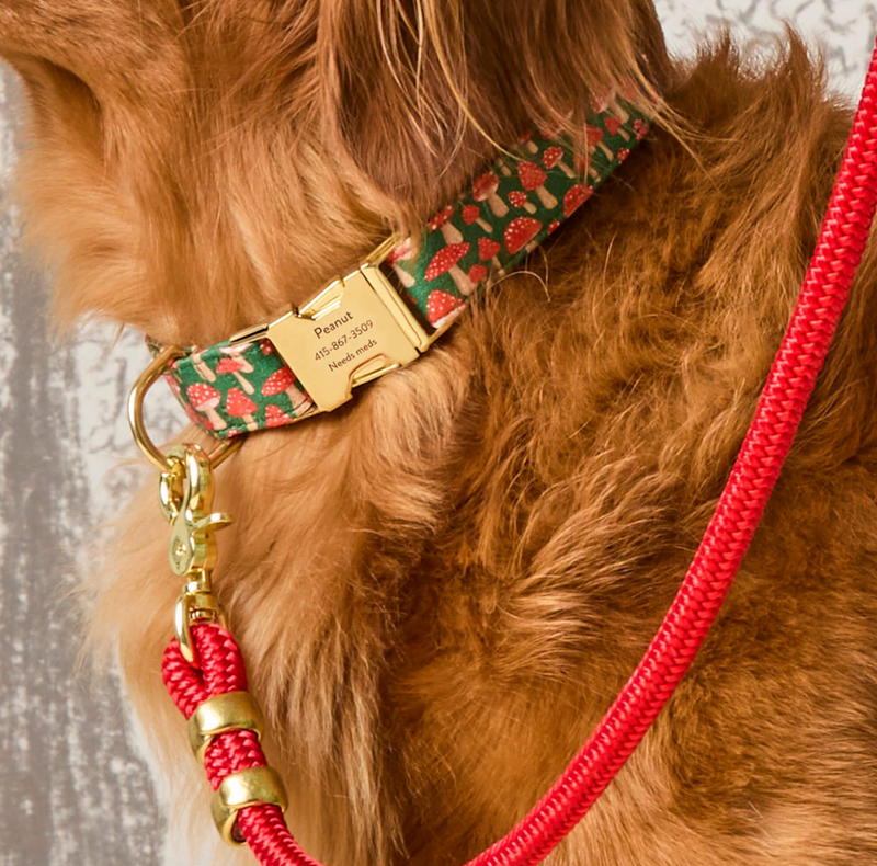 Mushroom Meadow Dog Collar