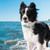 Ribbon Dog Collar - Wide