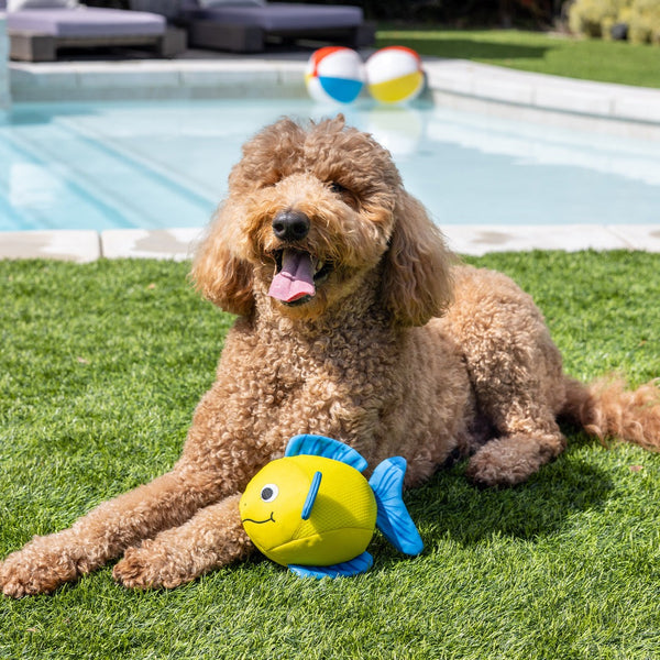 Pipsqueak Fish Floating Dog Toy