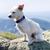 Ribbon Dog Collar - Narrow