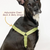 Roam Dog Harness - Small