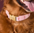 Foggy Dog Blush Pink Candy Cane Embroidered Dog Collar