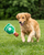 Pickleball Paddle Squeaker Dog Toy