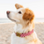 Foggy Dog Red Gingham Dog Collar