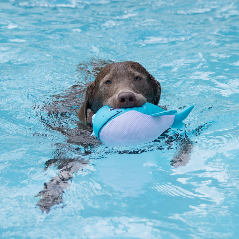 Splashy Floating Dog Toy