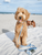 Waterproof Cloud Dog Leash