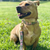 Ribbon Dog Leash - Wide