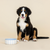 Rounded Scallop Powder Blue Dog Bowl - Medium