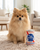 Pups Blue Ribbon Squeaker Toy