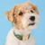 Foggy Dog Gone Fishing Dog Collar
