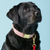 Foggy Dog Red Stripe Dog Collar