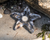 Starfish Tealight