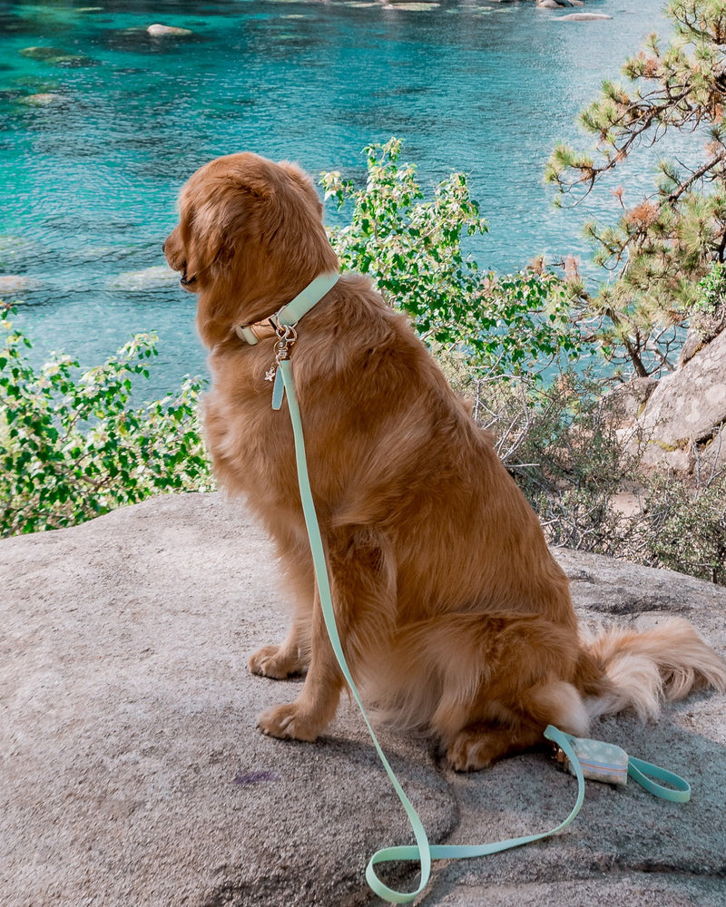 Waterproof Cloud Dog Collar