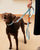 The Fritz Leash