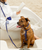 Waterproof Cloud Dog Collar