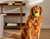 3" Tennis Ball Plush Dog Toy