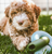 Falcon Dog Toy