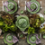 Cabbage Tureen - Small