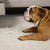 White Simple Solid Dog Bowl Stand - Medium
