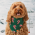 Foggy Dog Candy Cane Knit Dog Bandana