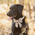 Foggy Dog Andover Plaid Flannel Dog Collar