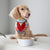 Sketched Wave Dog Bowl - Small