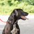 Ribbon Dog Collar - Wide