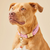 Hot Pink Gingham Dog Collar