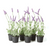 Faux French Lavender Drop-In - 13"
