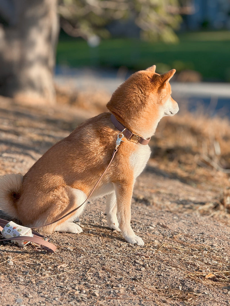 Waterproof Cloud Dog Collar