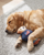 Ruff Lauren Teddy Dog Toy
