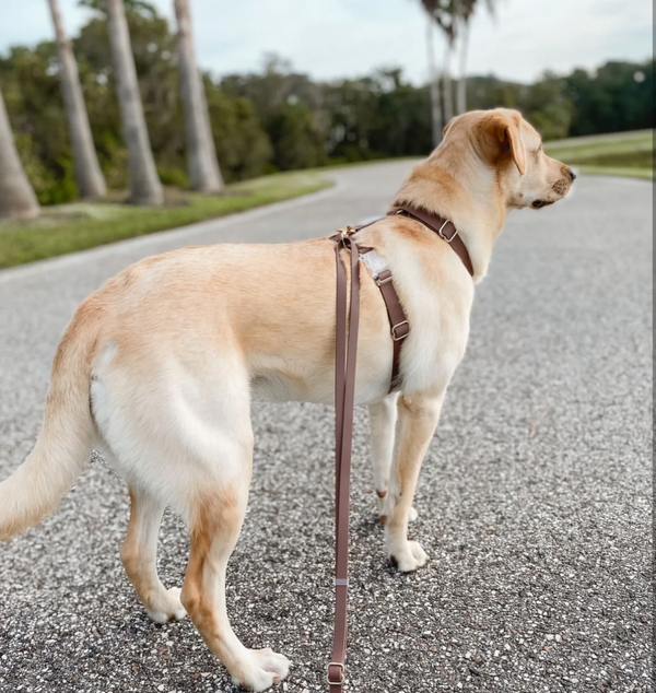 Convertible Hands Free Cloud Dog Leash