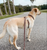 Convertible Hands Free Cloud Dog Leash