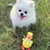 Sunny The Yellow Duck Rope Dog Toy