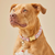 Foggy Dog Cherry Jubilee Dog Collar