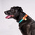 Azure Rope Pet Collar