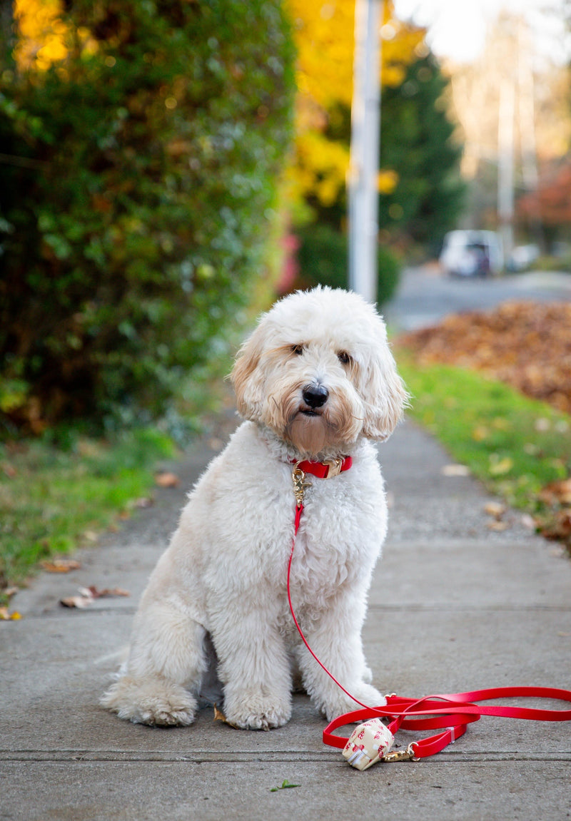 Waterproof Cloud Dog Collar