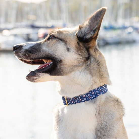 Sail Away Dog Collar