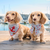 Anchor Applique Dog Bandana