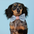 Stars & Stripes Dog Bow Tie
