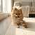 Baguette Rope Dog Toy
