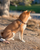 Convertible Hands Free Cloud Dog Leash