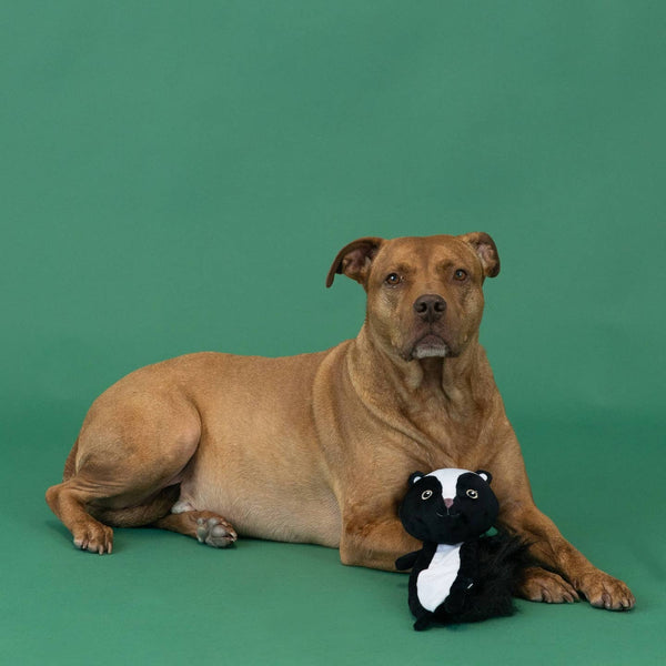 Fringe Studio Wasn't Me Skunk Flat Plush Dog Toy