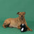 Wasn't Me Skunk Flat Plush Dog Toy