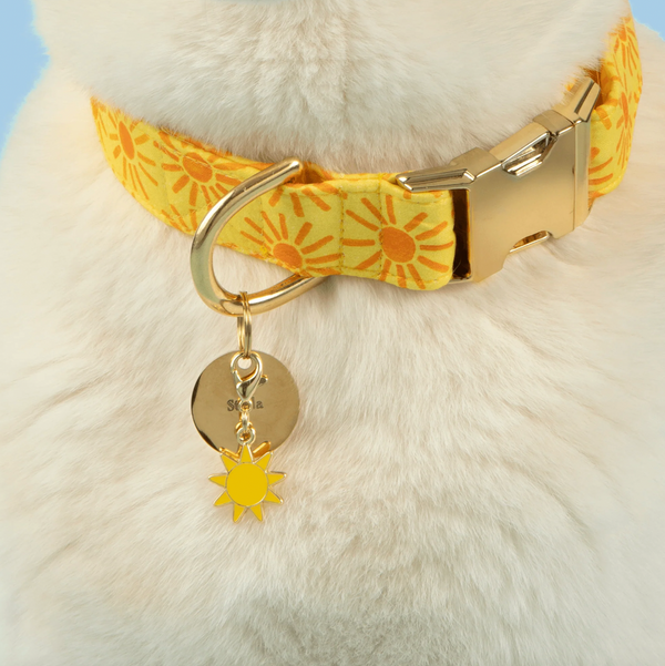 Here Comes The Sun Dog Collar