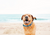 Ribbon Dog Collar - Narrow
