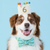 Dog Birthday Crown & Numbers Set